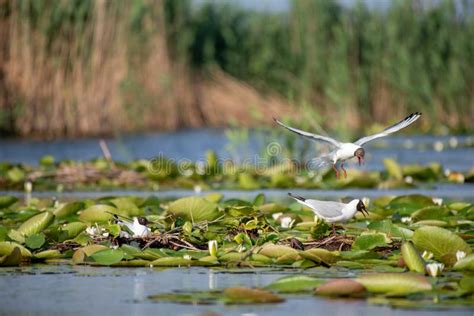 Wildlife Birds Watching in Danube Delta , Romania Stock Photo - Image ...