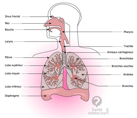 R Cap Ide Anatomie De L Appareil Respiratoire