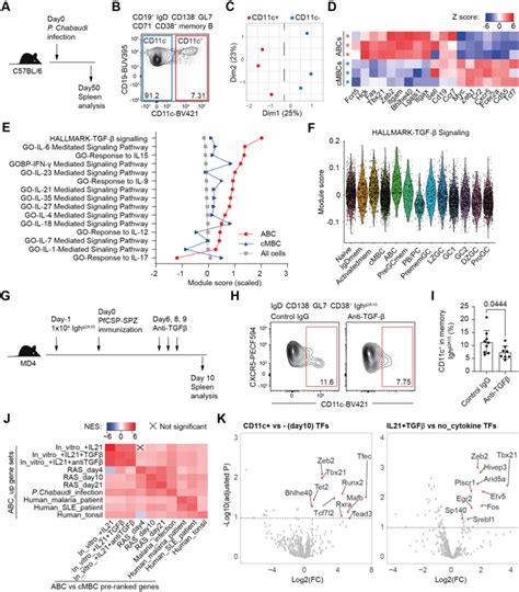 Figure S Murine Models Of Abc Formation A D Wt Mice Were Infected