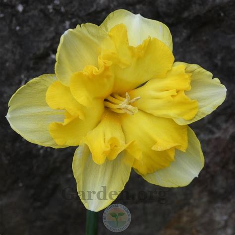 Photo Of The Bloom Of Split Cupped Collar Daffodil Narcissus Blazing