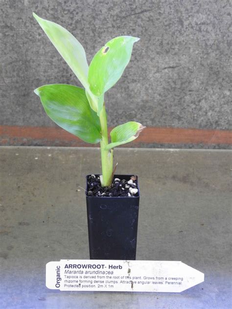 Arrowroot plant | Maranta arundinacea - All Rare Herbs