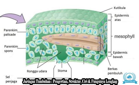 Gambar Struktur Sel Tumbuhan Lengkap Dengan Keterangannya – pulp