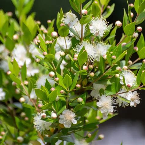 The Common Myrtle How Myrtus Communis Is Reshaping Modern Landscaping Medicine And Culinary Arts