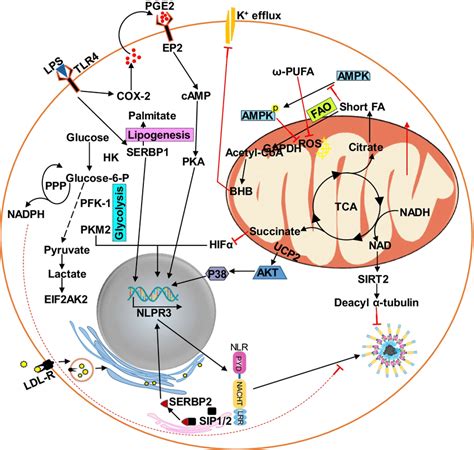 Metabolic Regulation Of Inflammasome Activation Glycolysis And Fatty