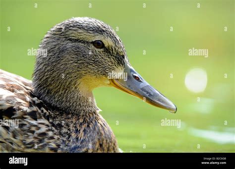 Female Mallard Duck Hi Res Stock Photography And Images Alamy