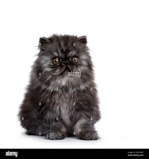 Adorable fluffy black smoke Persian cat kitten, sitting facing front ...