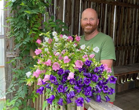 How To Grow Campanula Canterbury Bells For Cut Flowers Farmer