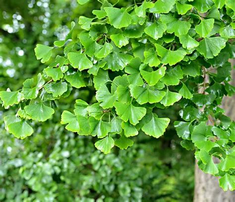 Ginkgo Tree - Forestry.com