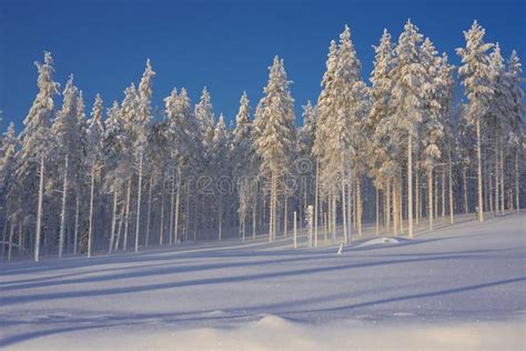 Frost Forest in Winter, Lapland, Sweden Stock Image - Image of forest ...