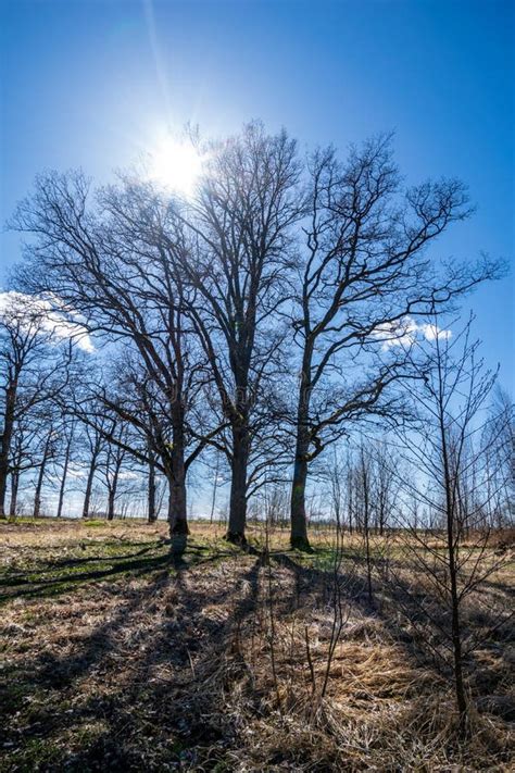 Large Naked Tree Trunks In Spring Park Stock Image Image Of Leaves Fair
