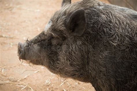 Wild Boar or wild pig, hog stock photo. Image of keeping - 155237754