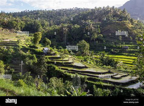 Bali rice terraces Stock Photo - Alamy