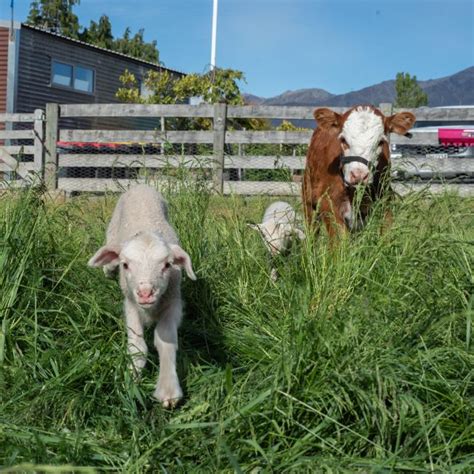 High Country Farm Tour Lake Tekapo Getyourguide