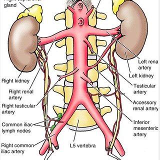 Commonly Used Renal Function Tests With Their References Values