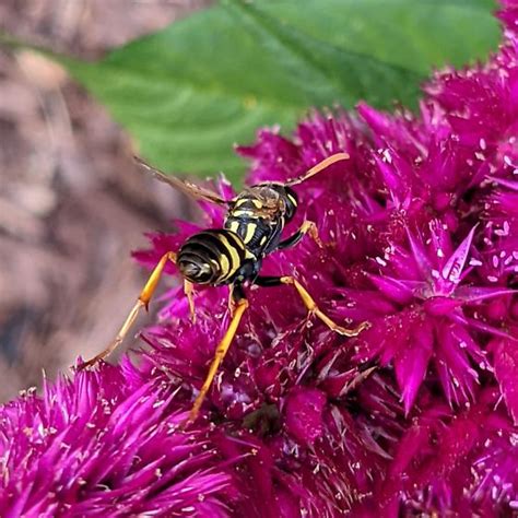 Brown Coloring On Paper Wasp Polistes Dominula Bugguide Net