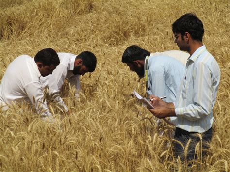 University Of Agriculture Faisalabad Pakistan Water Management