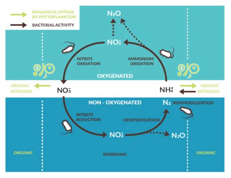 Nitrogen Cycle Cercocean Dalhousie University