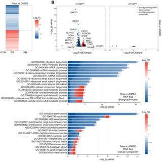 Rapamycin Alters Gene Expression Exclusively Via MTOR Inhibition 378