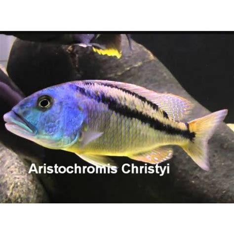 Jual Ikan Cichlid Aristochromis Christyi Hap Uk 8cm Shopee Indonesia