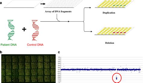 A The Array Comparative Genomic Hybridisation Cgh Technique B An