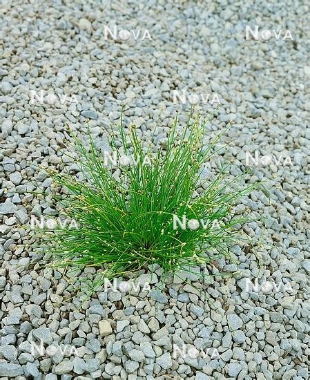 Isolepis