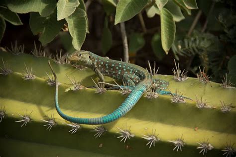 Aruba Whiptail Lizard Project Noah