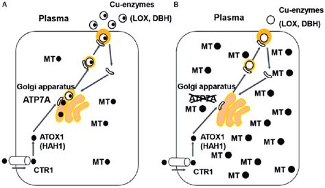 Copper Metabolism In Normal Cells Versus Those Affected By Menkes