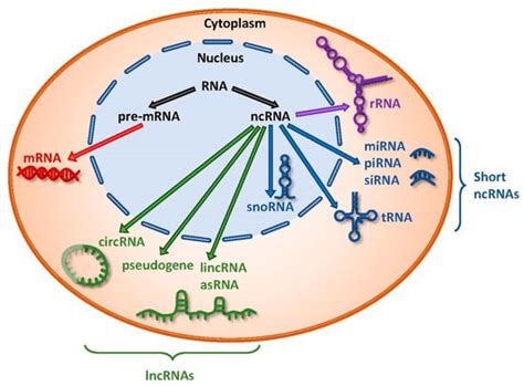 Ijms Free Full Text Noncoding Rna Rna Regulatory Networks In Cancer