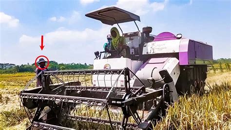 Look The Process Of Harvesting Rice Is Very Easy And Cheap Rice