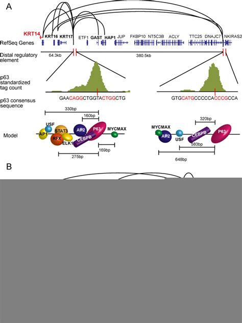 Model Of P63 Binding At Distal Regulatory Elements Of Keratin 14 And