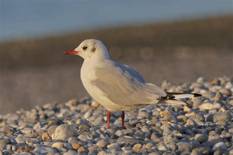 Mouette Rieuse Chroicocephalus Ridibundus Black Headed Gull Et