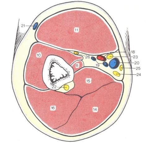 Situation Des Muscles Coupe Transversal Au Milieu Du Bras Diagram Quizlet