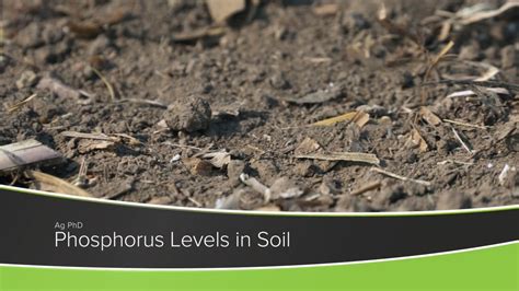 Phosphorus Levels In Soil From Ag Phd Show 1178 Air Date 11 1 20