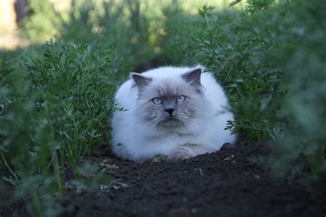 Himalayan cat Tripolion | Tatiana Stukalova | Flickr