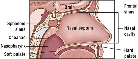 Human Nose Anatomy Diagram