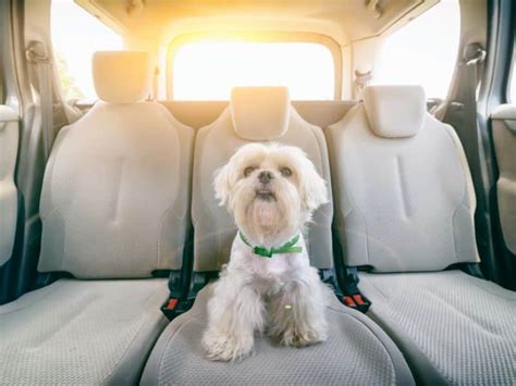 Cómo llevar al perro en el coche correctamente Normativa 2024