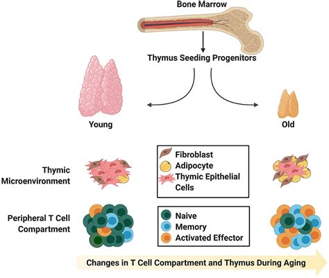 Frontiers Thymic Engraftment By In Vitro Derived Progenitor T Cells