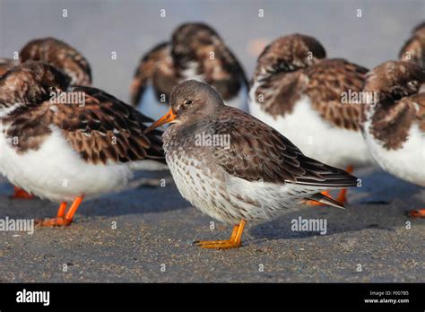 Ruddy Turnstone Arenaria Interpres Troop Resting On The Beach At Ebb