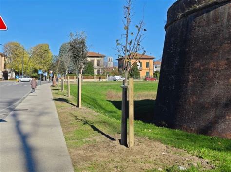 Sindaco 200 NUOVI ALBERI PER LE MURA