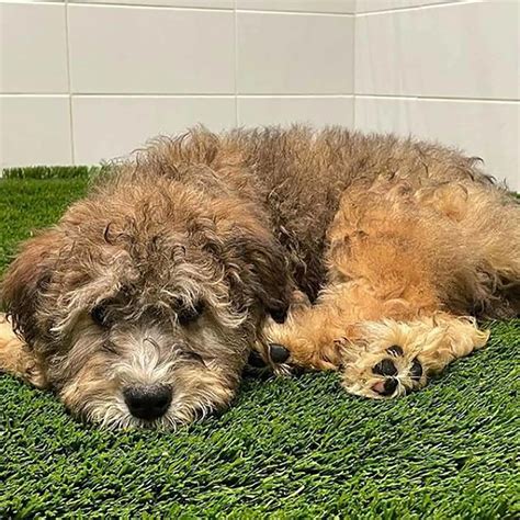 The Mini Whoodle: A Full Guide To The Cutest Designer Dog