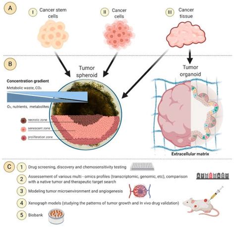 Cancers Free Full Text Promising Applications Of Tumor Spheroids