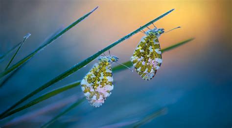 Enter The Microscopic World Of Bugs With These Award Winning Garden Photos