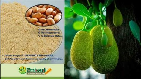 Jackfruit Seed Powder 25 Kg At Rs 450 Kg In Oachira ID 27503370888