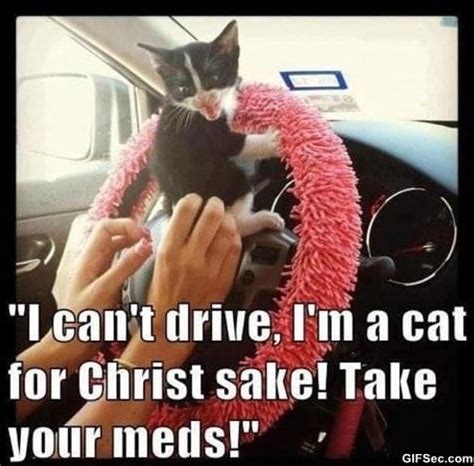 Meme - MEME – Driving cat - Viral Viral Videos