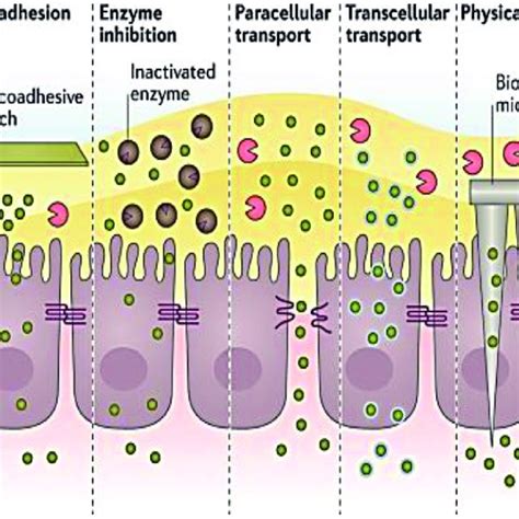 Physiological Barriers To Oral Protein And Peptide Delivery Adapted