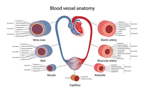 Circulatory System - The Definitive Guide | Biology Dictionary