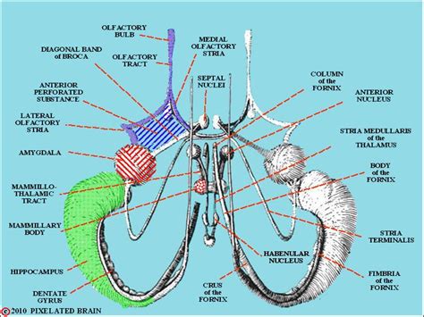 Pixelated Brain: Module 13, Section 4 - The septal nuclei | Human anatomy and physiology, Brain ...