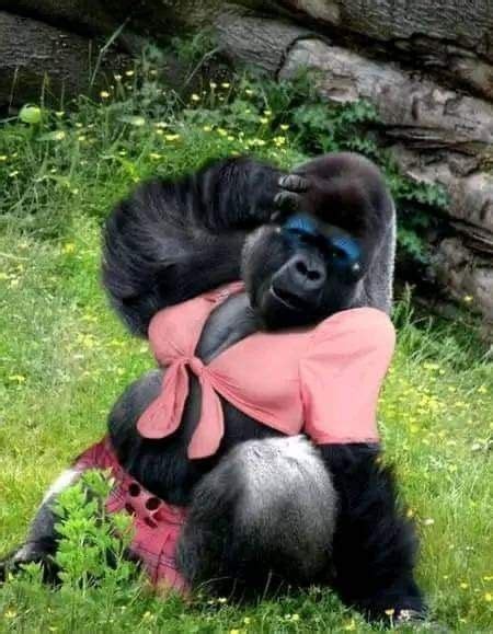 Funny Female Gorilla With A Pink Bow