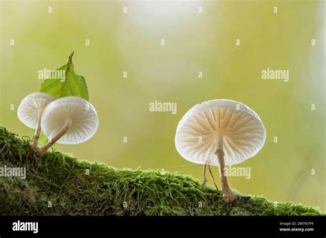 Schleim Rhizome Fotos Und Bildmaterial In Hoher Aufl Sung Alamy