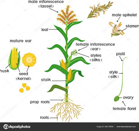 The Anatomy Of A Corn Plant: A Comprehensive Guide To Its Structure And ...